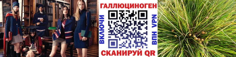 Псилоцибиновые грибы прущие грибы  Купить где  Свободный 
